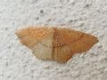 Cyclophora (Codonia) linearia